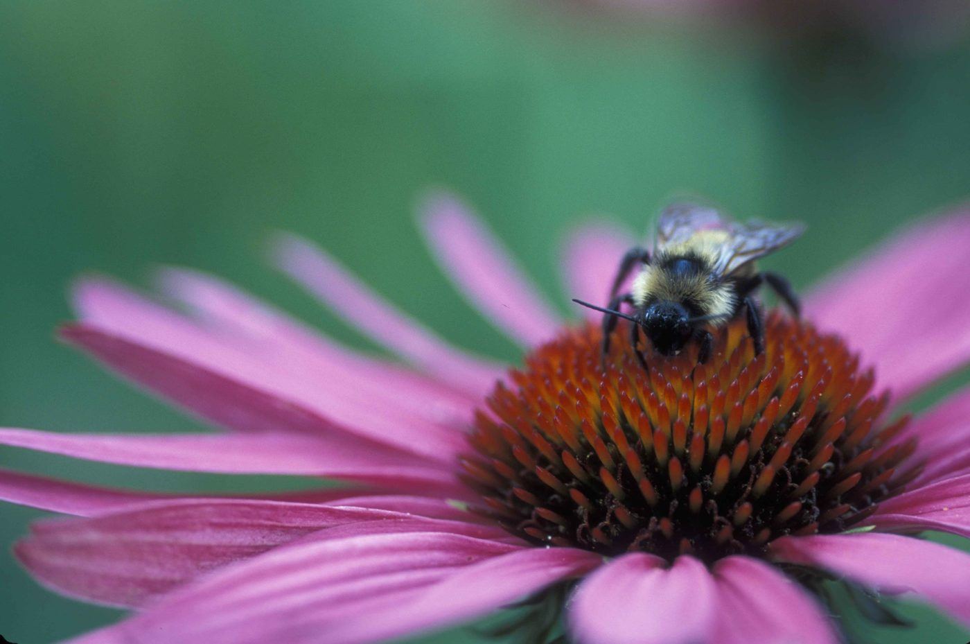 A bee on a purple coneflower