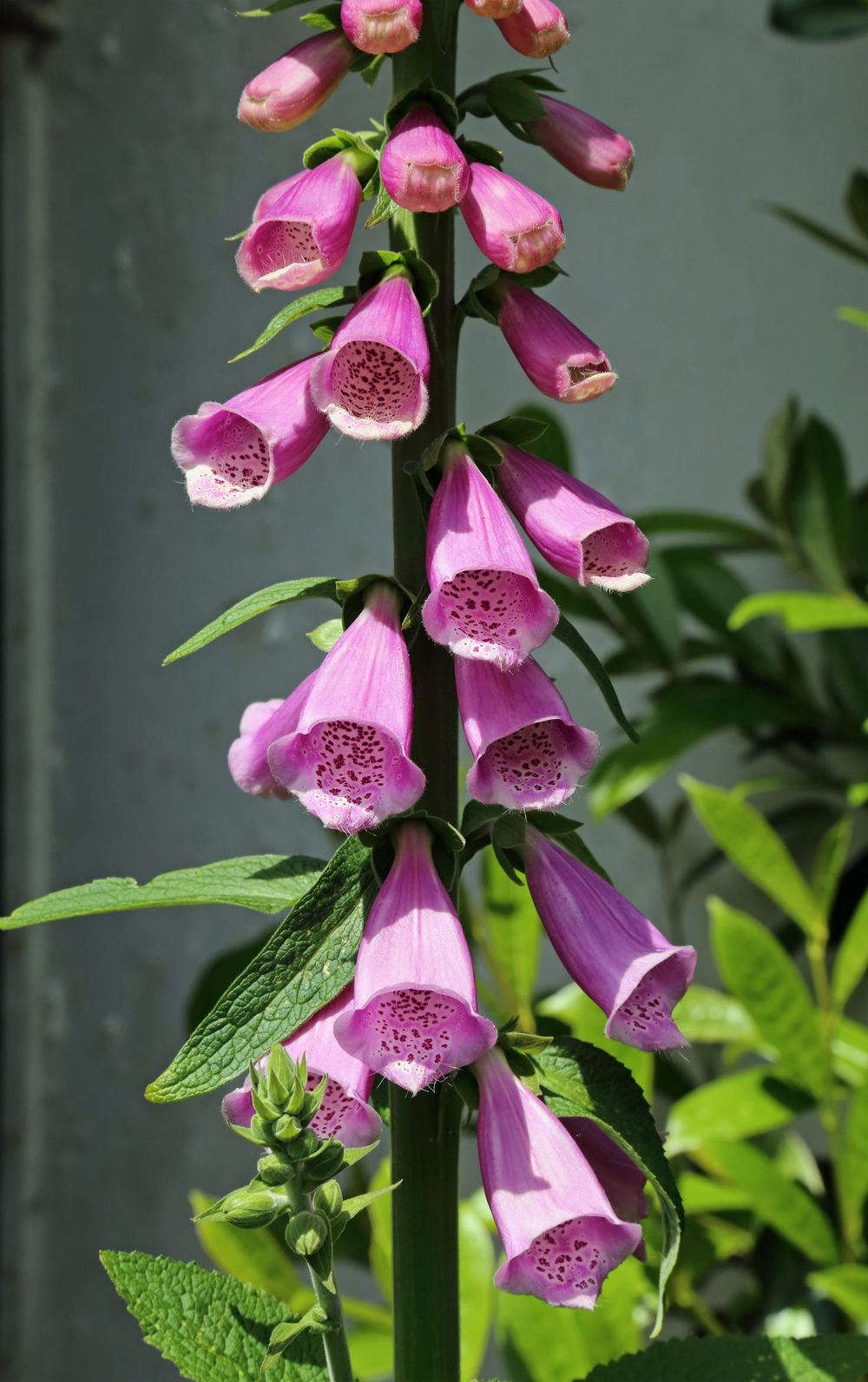 Foxglove flowers, Digitalis purpurea, close up