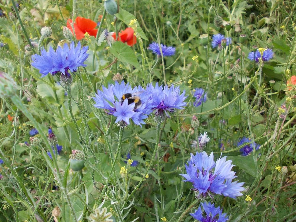 Cornflowers and poppies in a wildflower meadow with a bumblebee